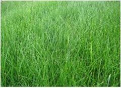 Fairway B Lawn Seed - 25 kg Bag