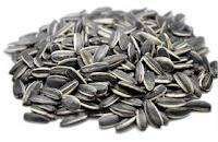 Striped Sunflower Seed