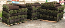 Grass Sod