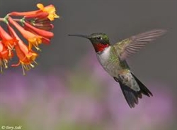 Hummingbird Feeders